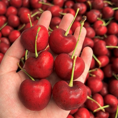 Cherry Mỹ